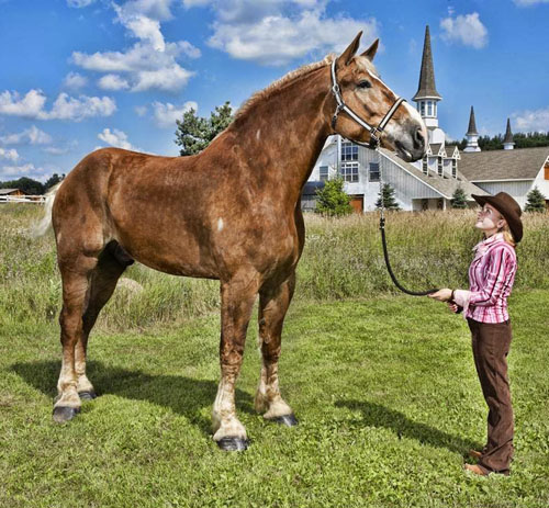 biggest horse in the world